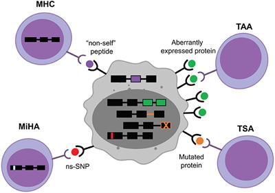 T-Cell Immunotherapies Targeting Histocompatibility and Tumor Antigens in Hematological Malignancies